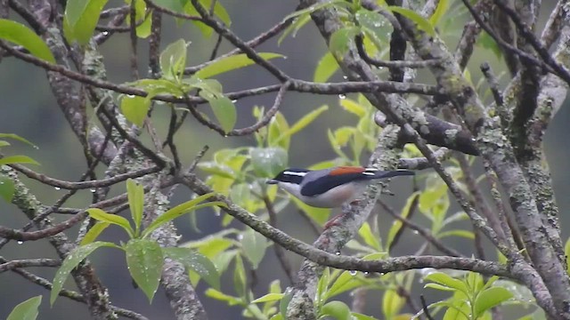 White-browed Shrike-Babbler - ML438822201