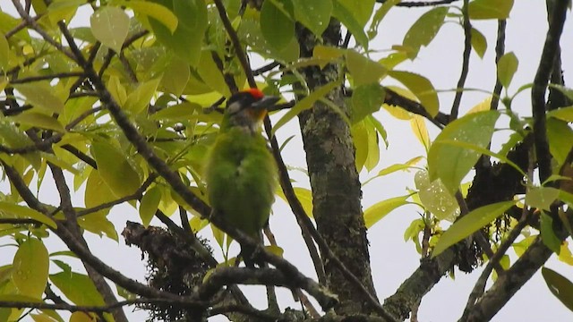 barbet žlutohrdlý (ssp. franklinii) - ML438822251