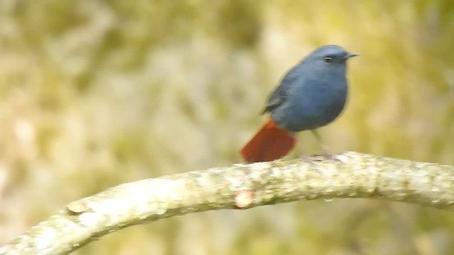 Plumbeous Redstart - ML438822501