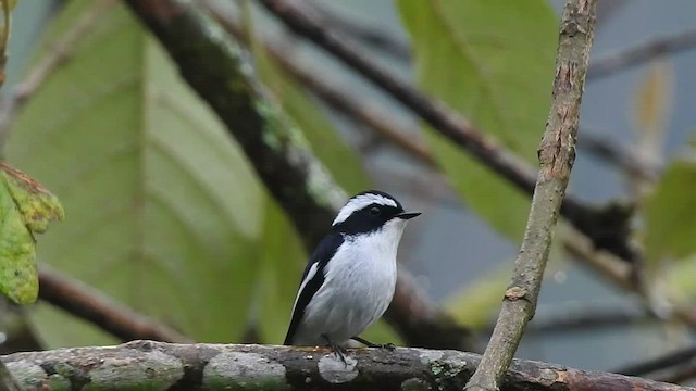 Little Pied Flycatcher - ML438822521