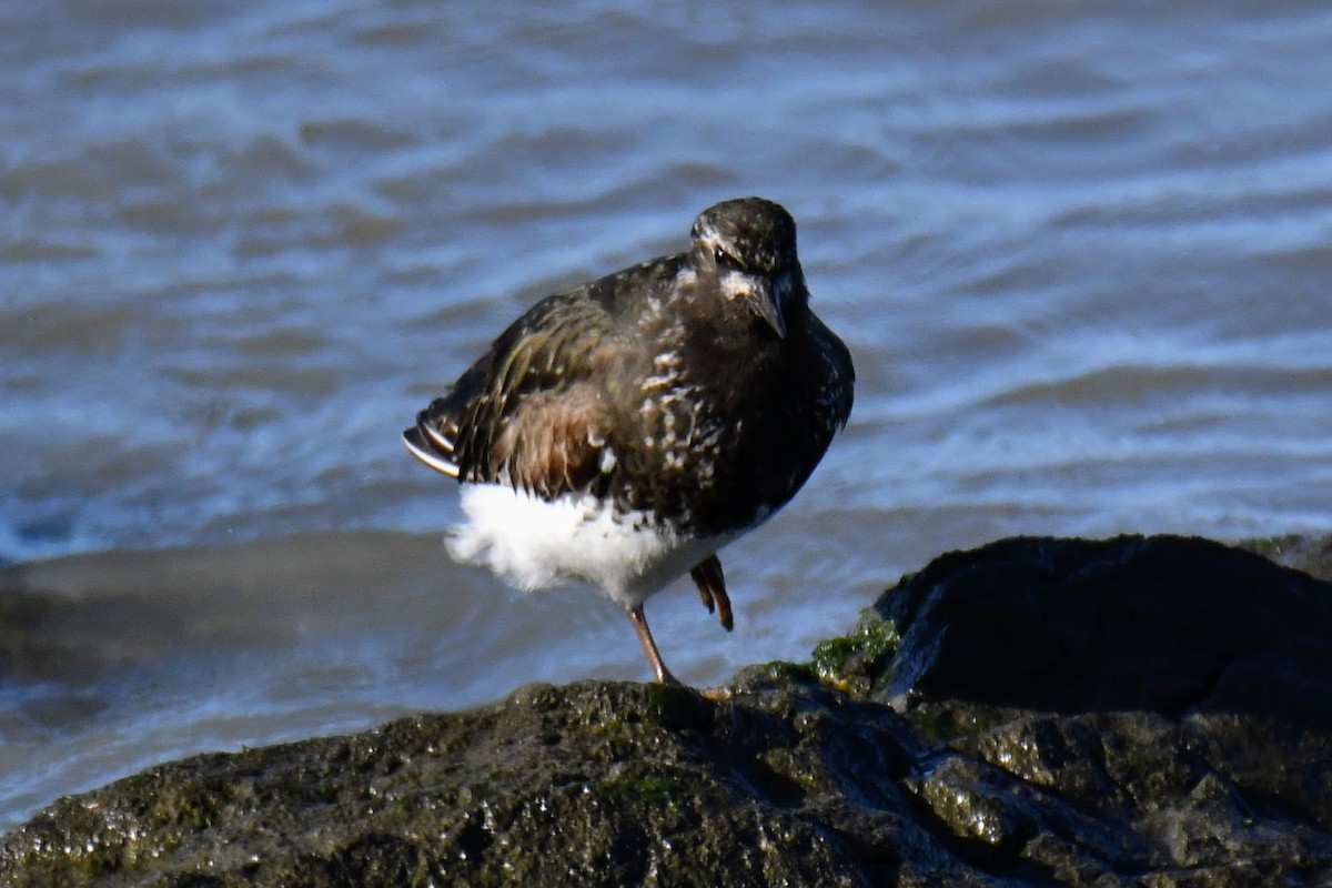 Black Turnstone - ML438823431