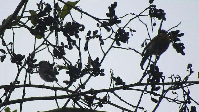 Red-headed Bullfinch - ML438823971