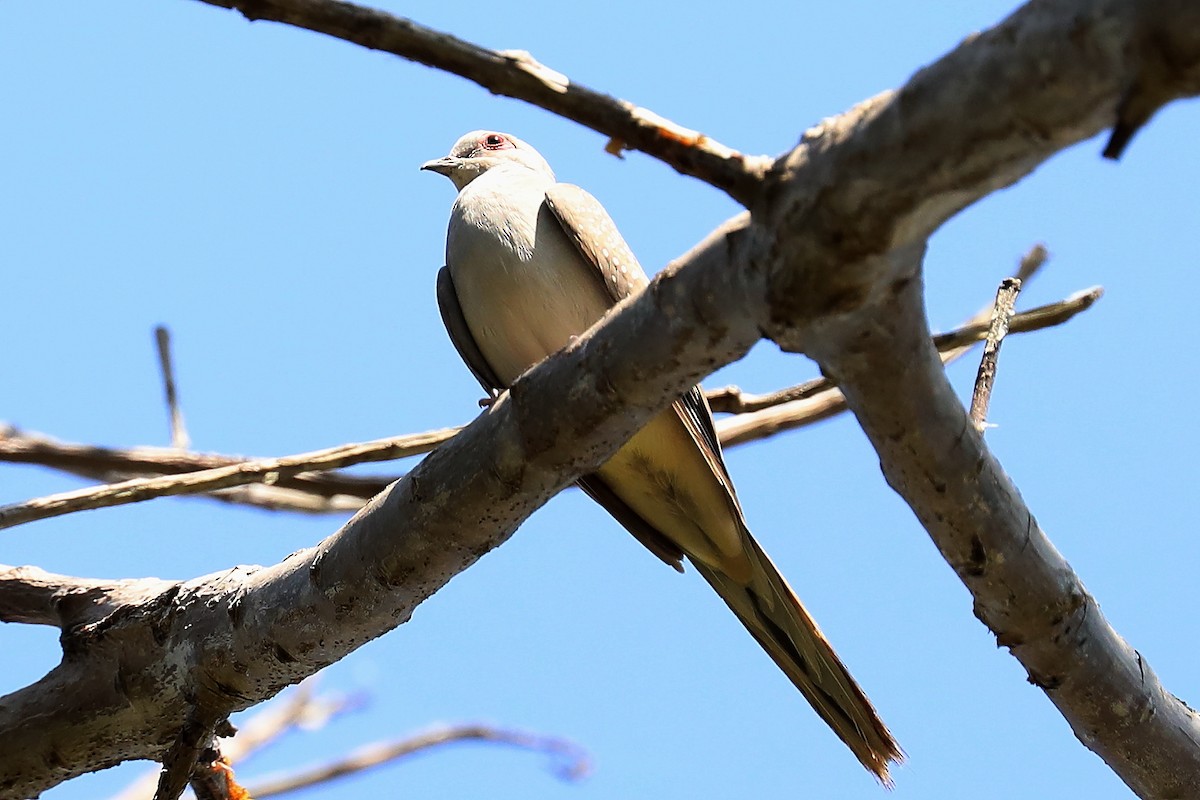 ml438825511-diamond-dove-macaulay-library
