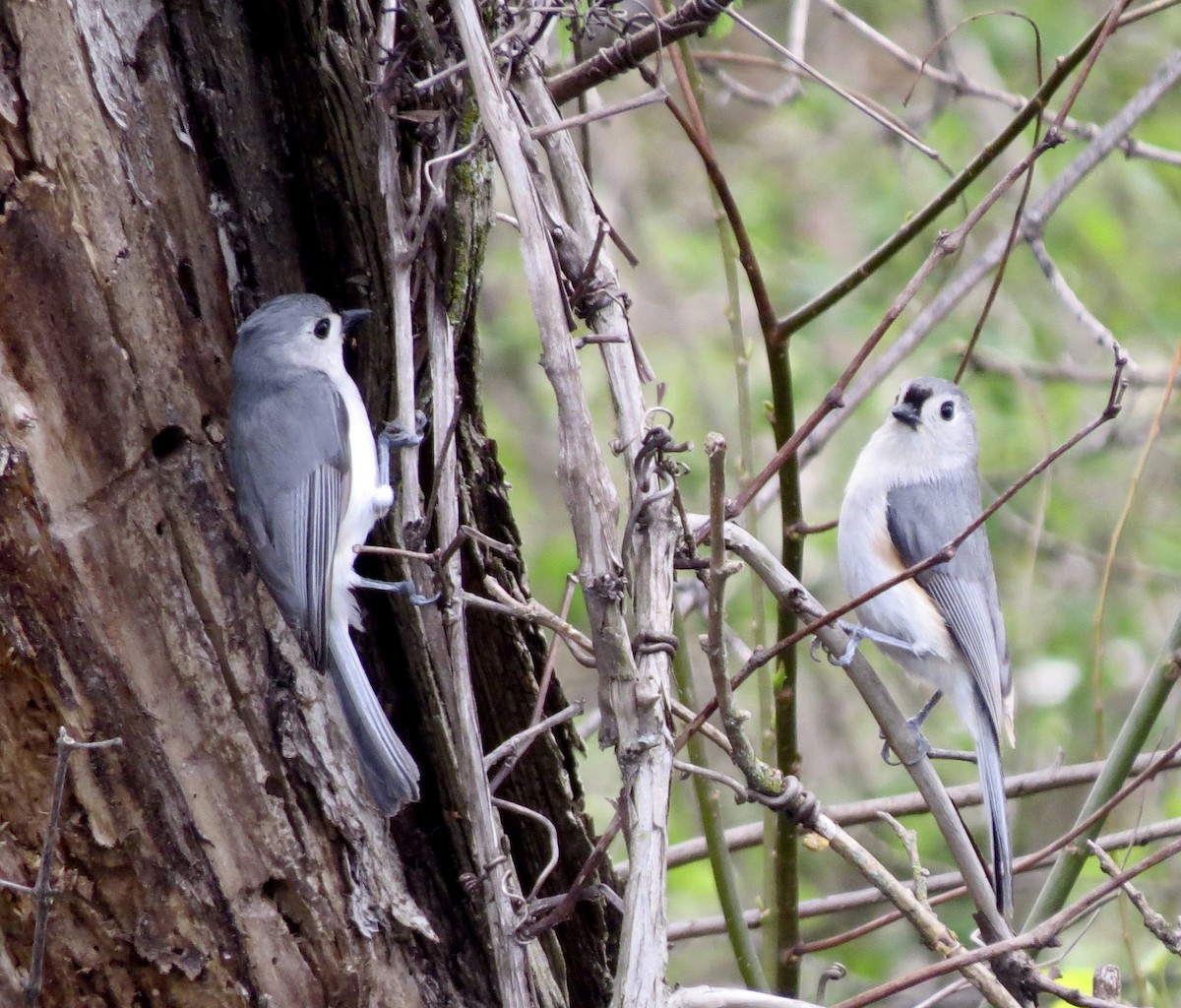 Tufted Titmouse - ML438825701