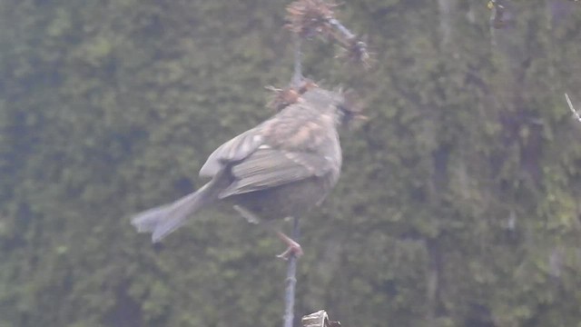 Dark-rumped Rosefinch - ML438826221