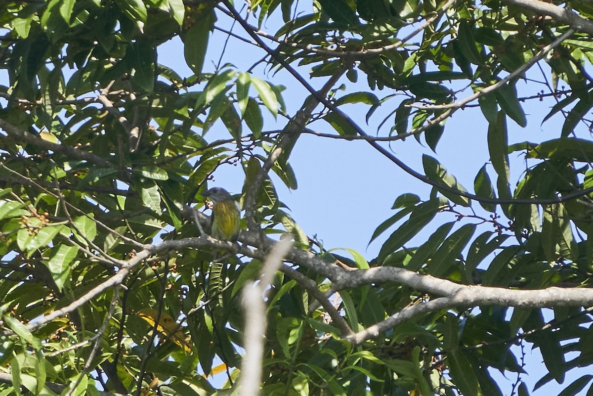 Scarlet-breasted Flowerpecker - krishna gopagondanahalli