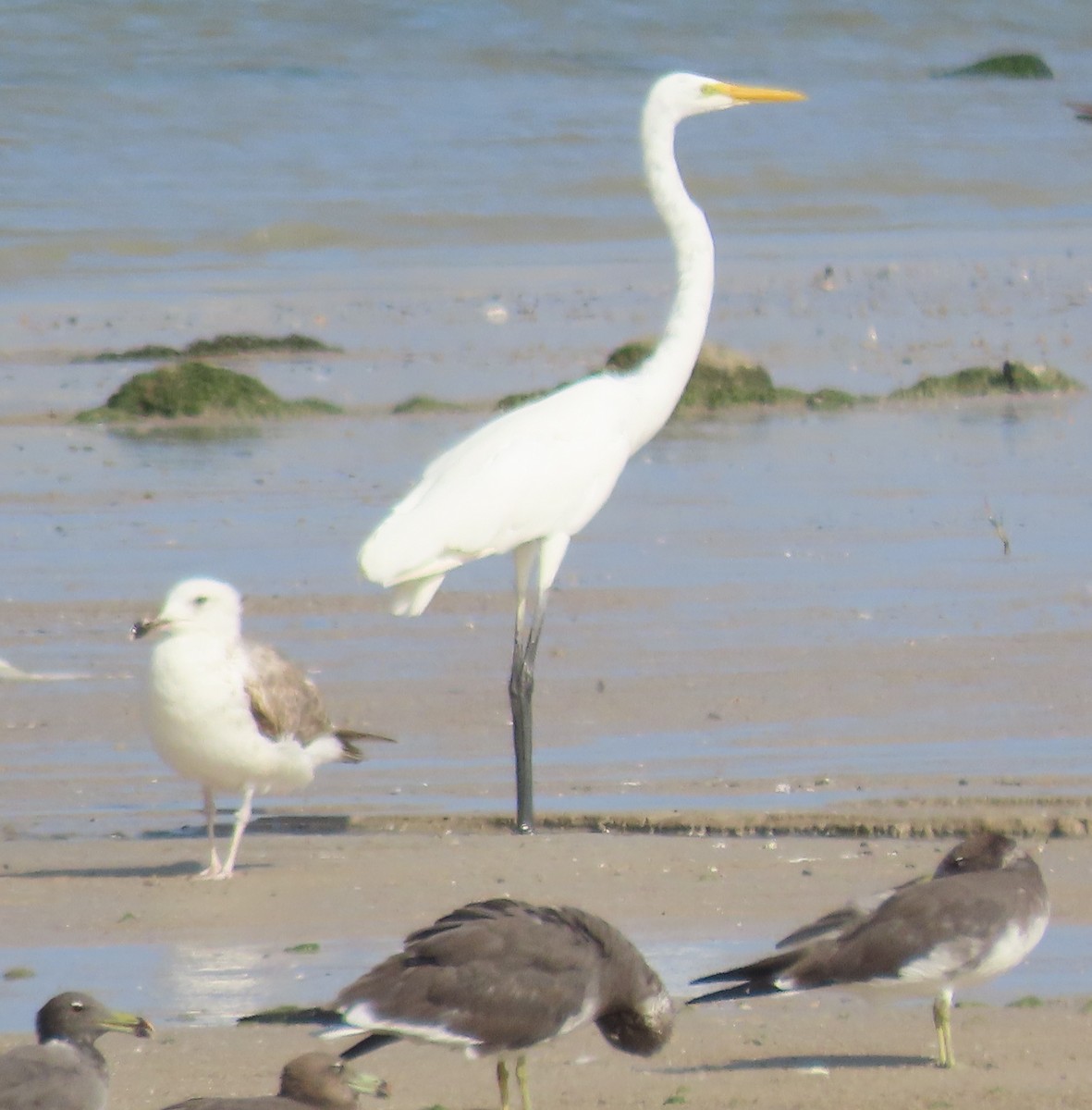 egretthegre - ML438826791