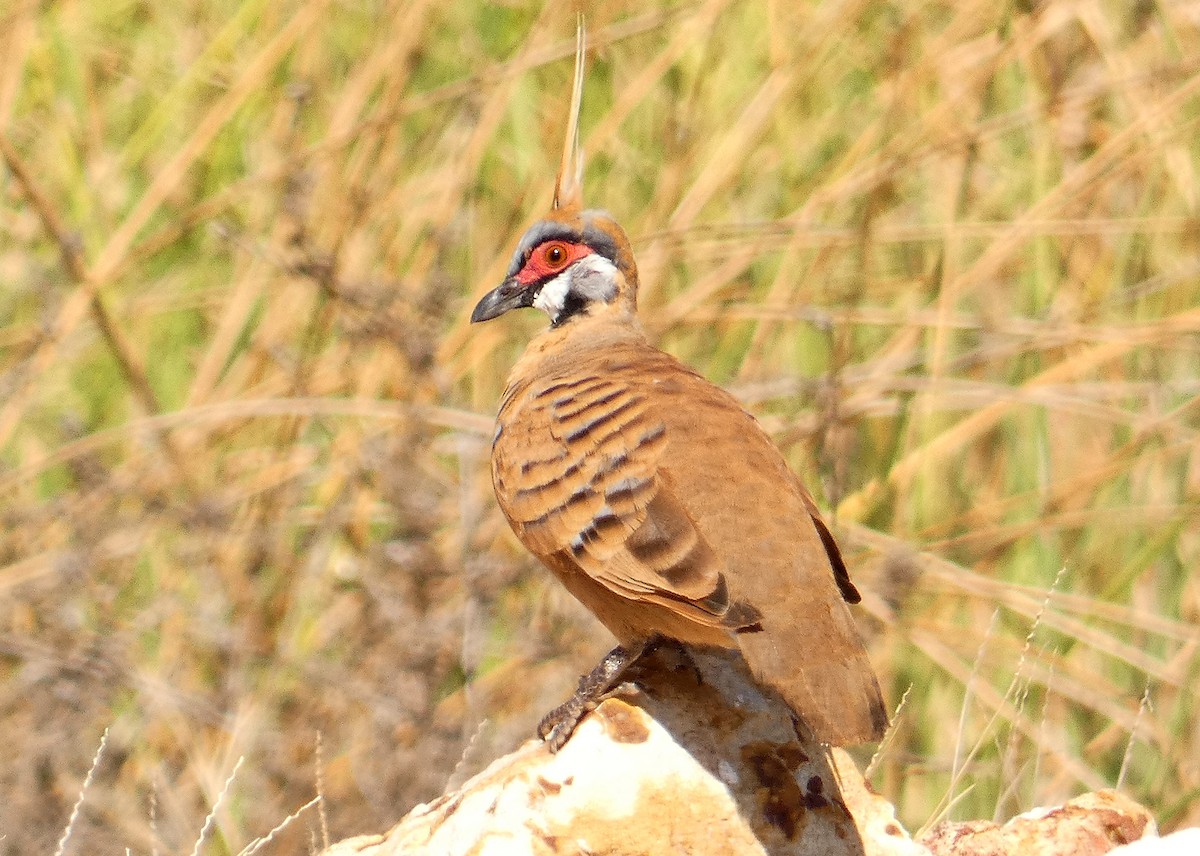 Spinifex Pigeon (Rufous-bellied) - ML438827171