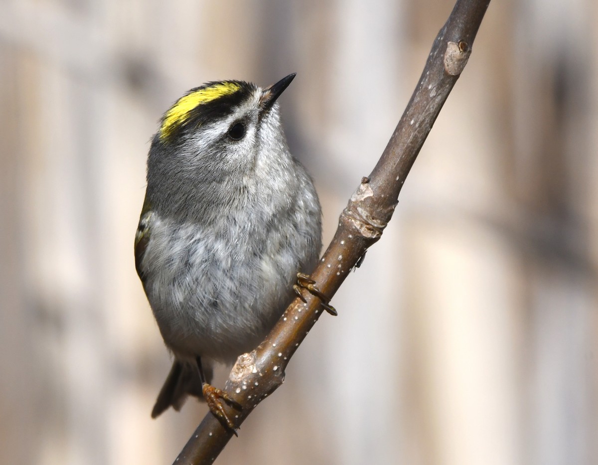 Golden-crowned Kinglet - ML438827511