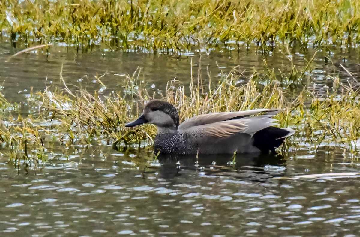 Gadwall - Dwayne Litteer