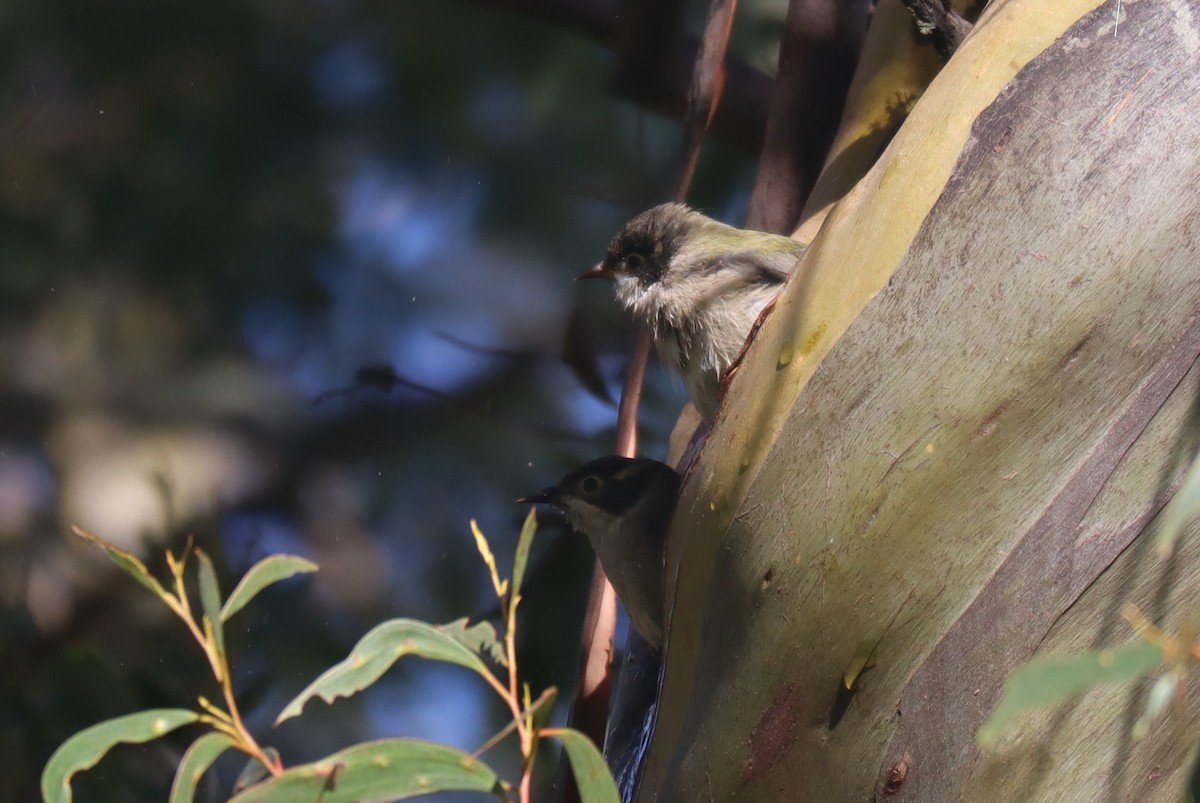 Brown-headed Honeyeater - ML438829451