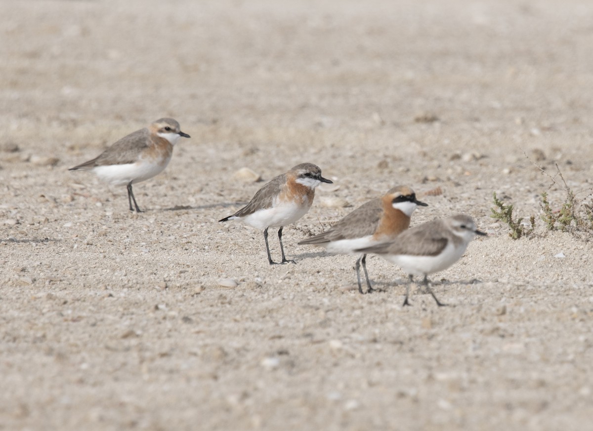 Tibetan Sand-Plover - David Darrell-Lambert