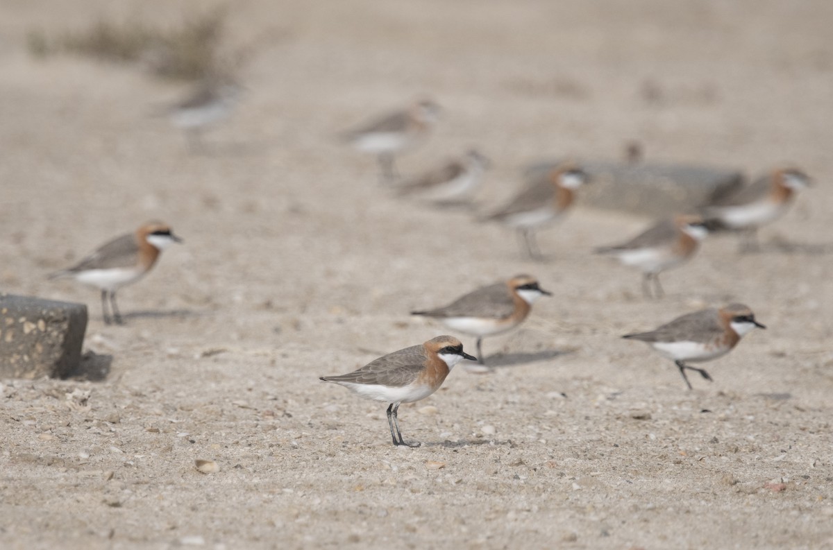 Tibetan Sand-Plover - David Darrell-Lambert