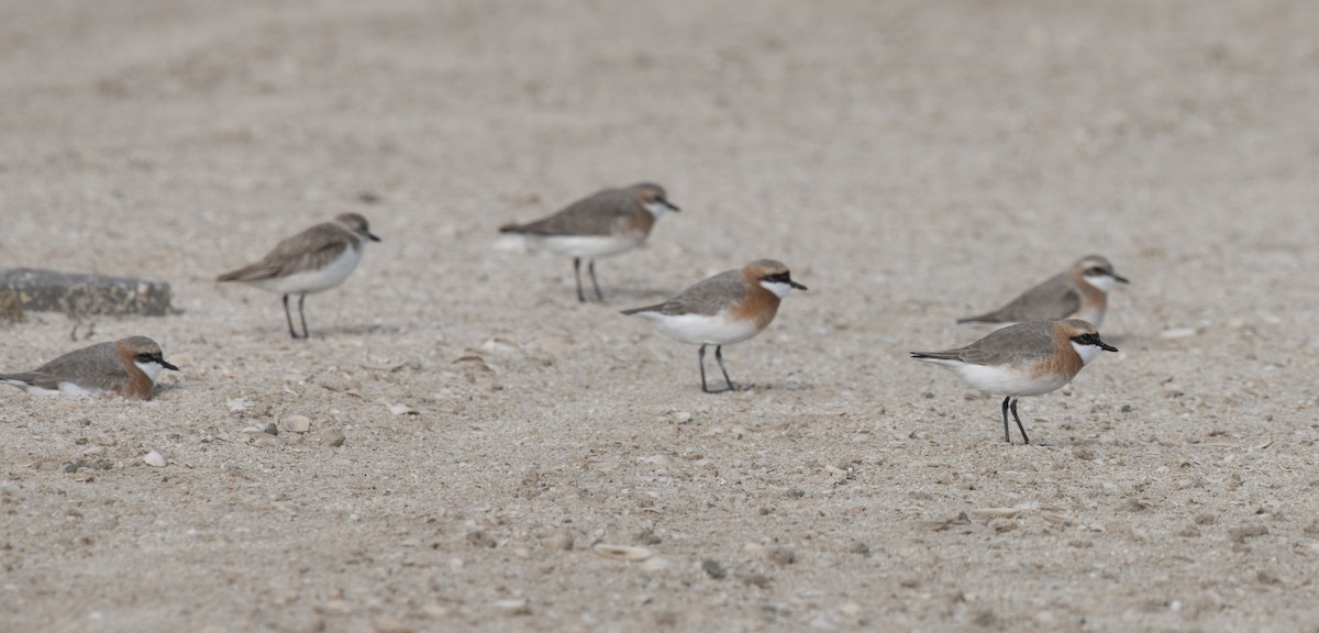 Tibetan Sand-Plover - David Darrell-Lambert