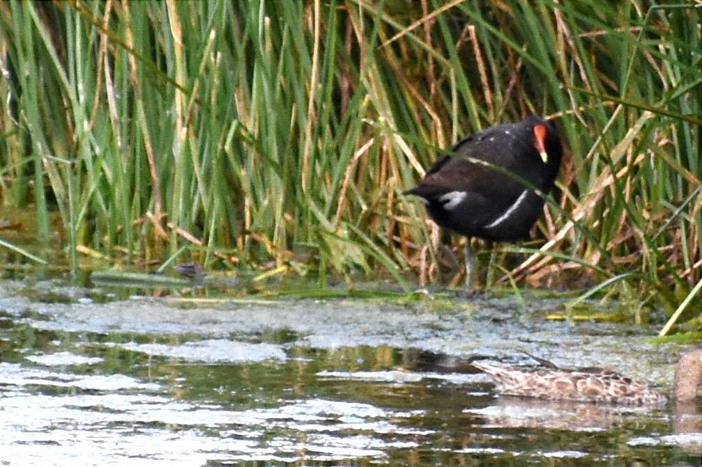 Common Gallinule - ML438832191