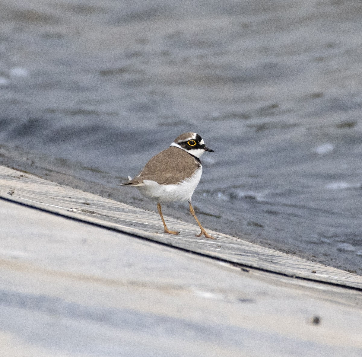 Little Ringed Plover - ML438833061