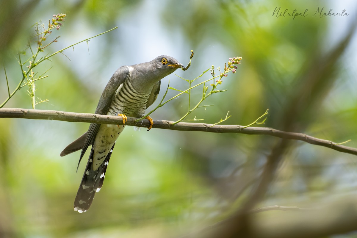 Common Cuckoo - NILUTPAL MAHANTA