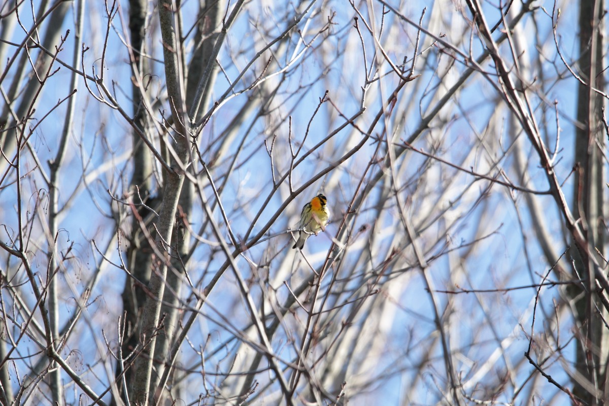 Blackburnian Warbler - ML438833451