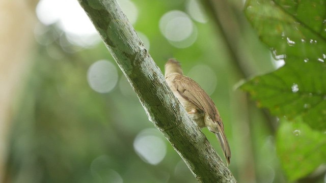 Red-eyed Bulbul - ML438834111