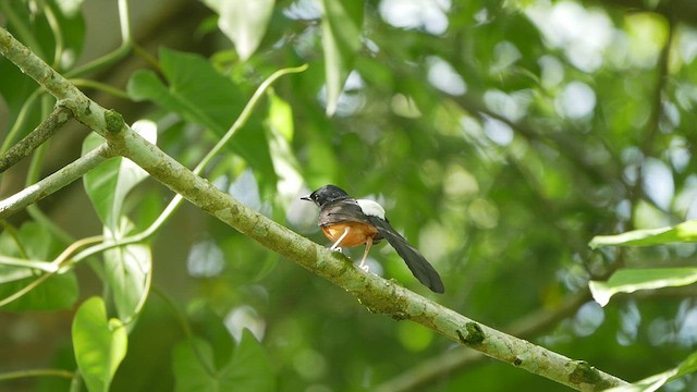 White-rumped Shama - ML438834121