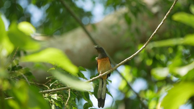 White-rumped Shama - ML438834131