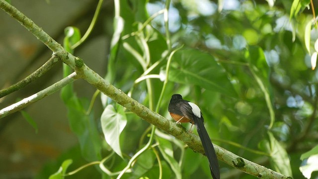 White-rumped Shama - ML438834151