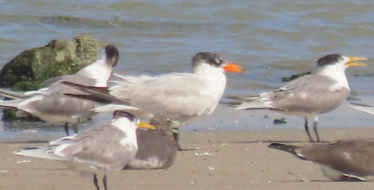 Caspian Tern - ML438836001