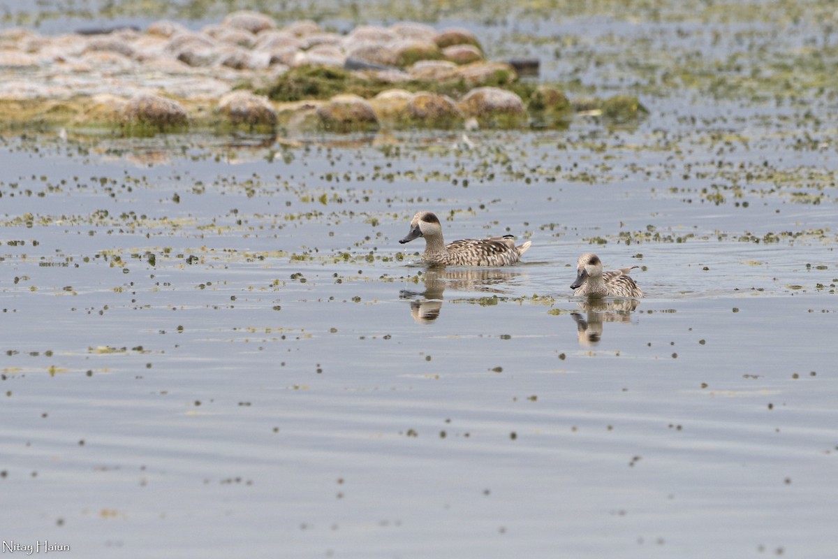 Marbled Duck - ML438837581