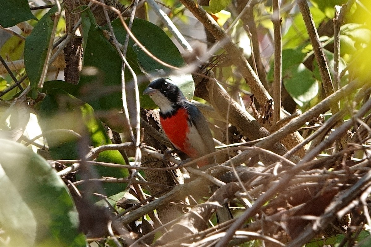 Red-breasted Chat - ML438837941