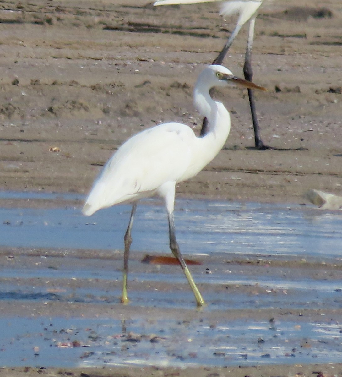 Western Reef-Heron - Alfonso Luengo