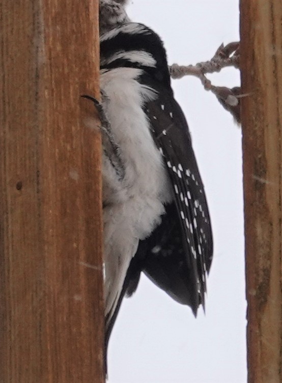 Hairy Woodpecker - ML438839991