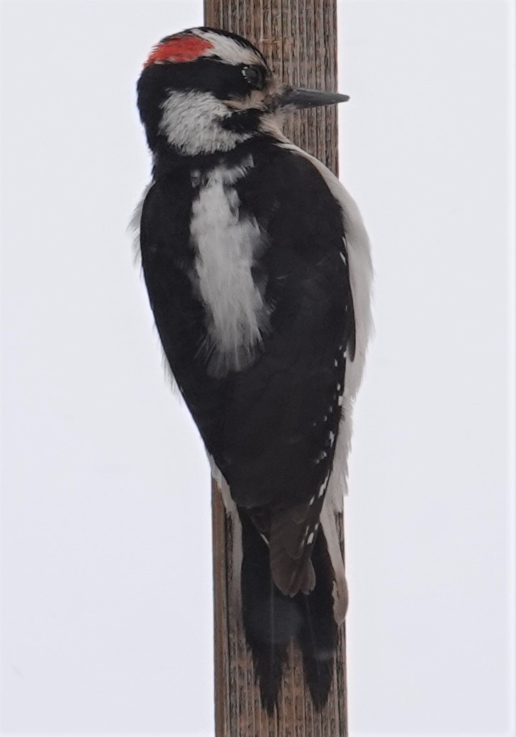 Hairy Woodpecker - ML438840011