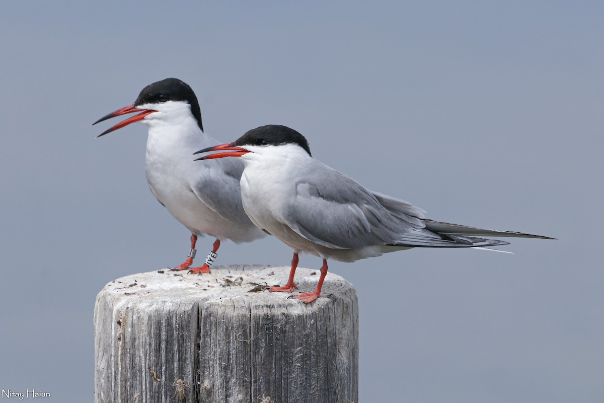 Common Tern - nitay haiun