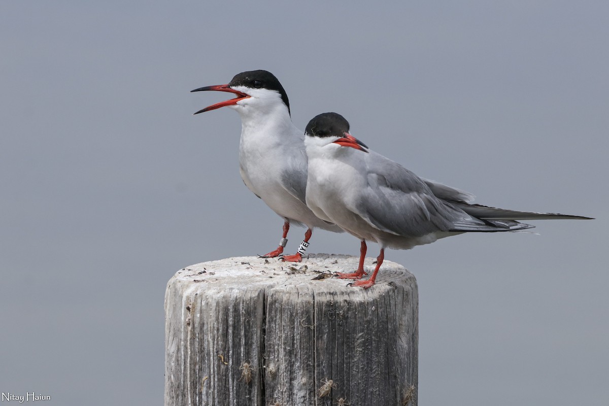 Common Tern - nitay haiun