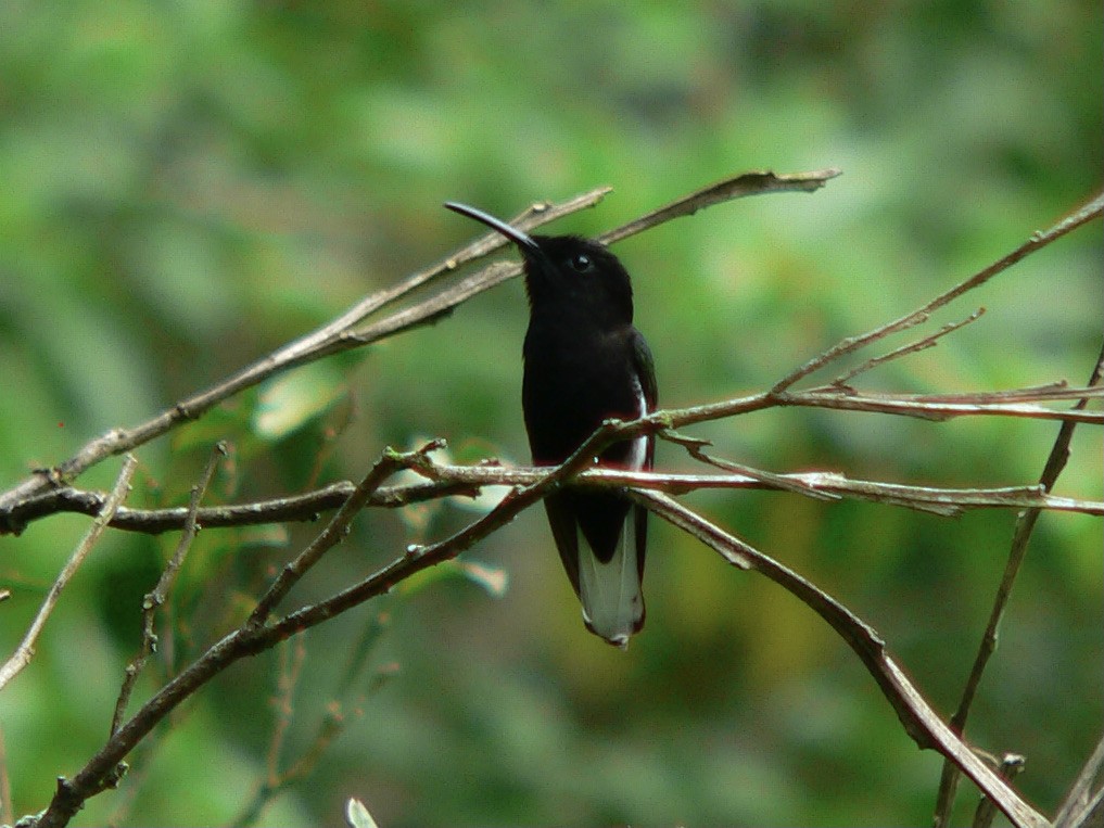 kolibřík černobílý - ML438840981