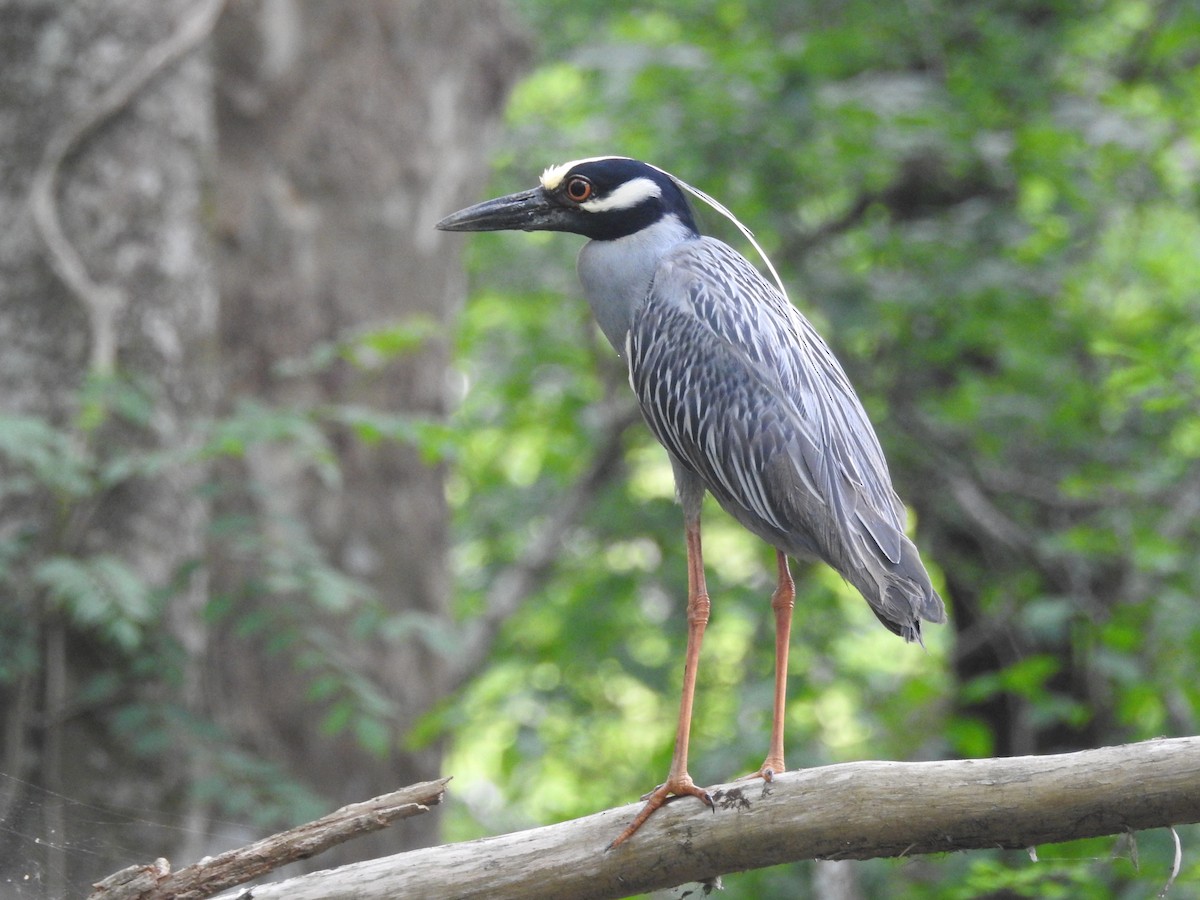 Yellow-crowned Night Heron - ML438841461