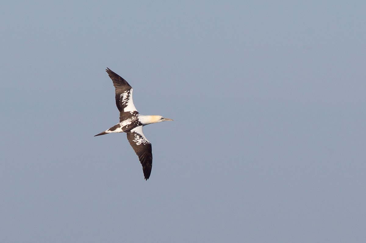 Northern Gannet - David Disher