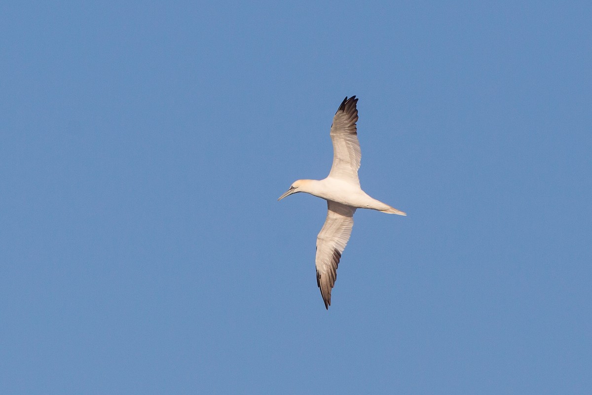 Northern Gannet - ML43884301