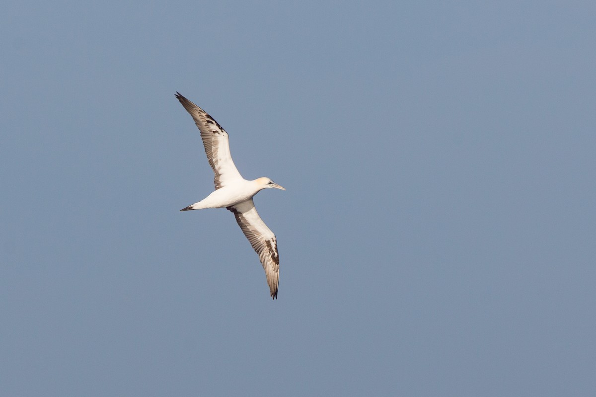 Northern Gannet - David Disher