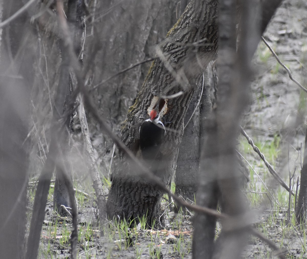Pileated Woodpecker - ML438843401