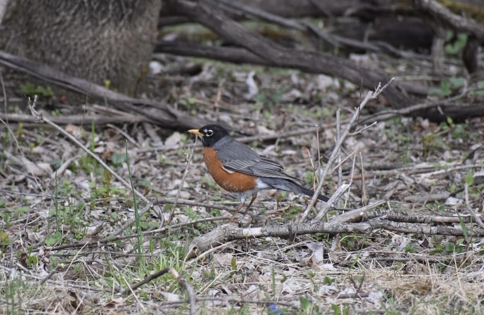 American Robin - ML438843411