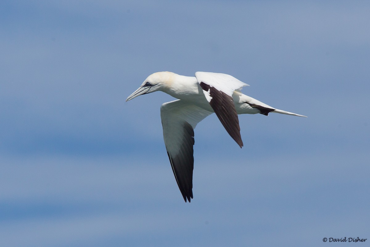 Northern Gannet - ML43884371