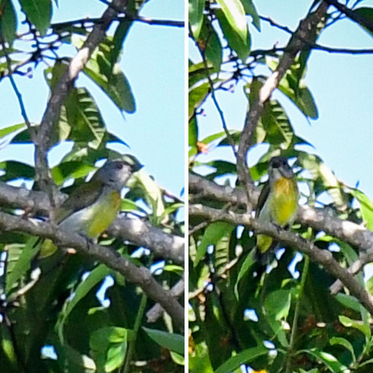 Scarlet-breasted Flowerpecker - ML438844561