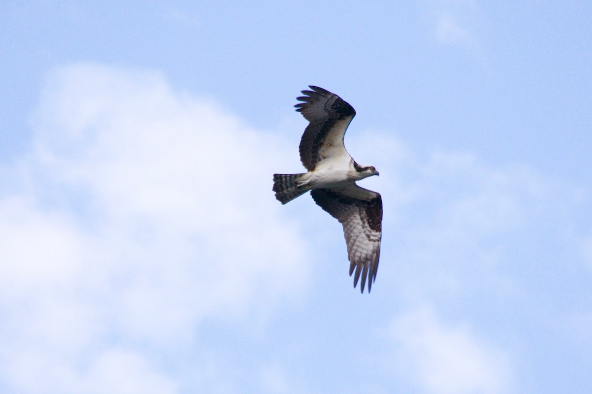 Загасч явлаг - ML438846151