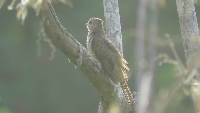 Plaintive Cuckoo - ML438846201