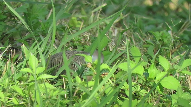 Zebra Dove - ML438846281