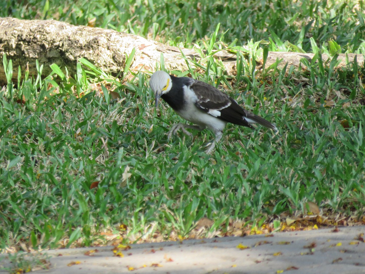 Black-collared Starling - Chuck McQue