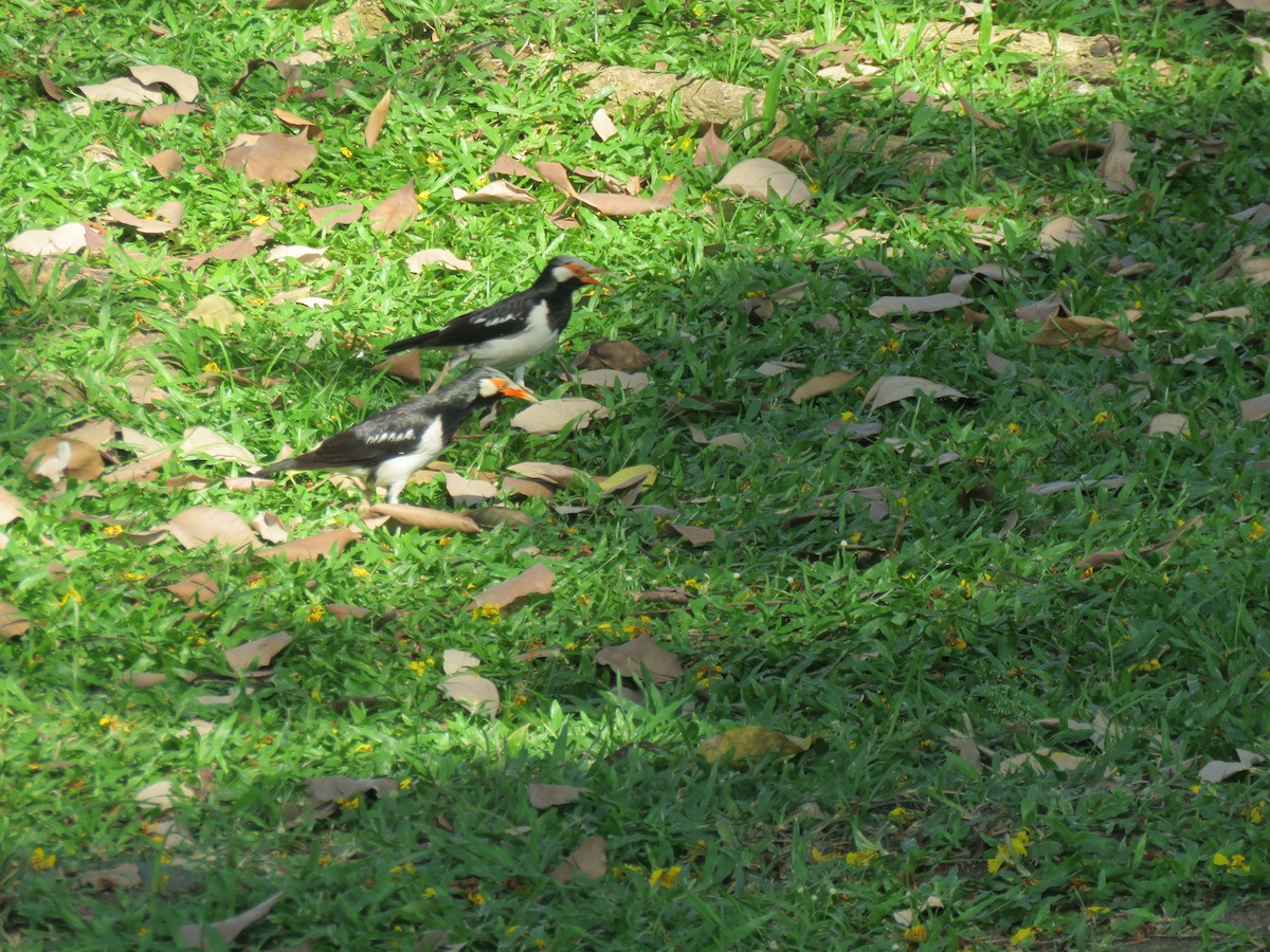 Siamese Pied Starling - Chuck McQue