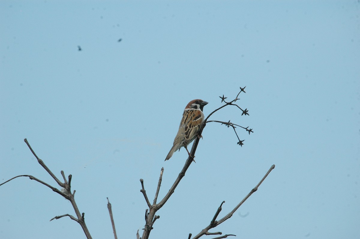 Eurasian Tree Sparrow - ML438846601