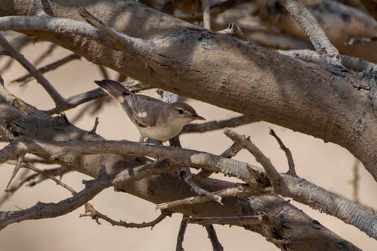 Eastern Olivaceous Warbler - ML438846641